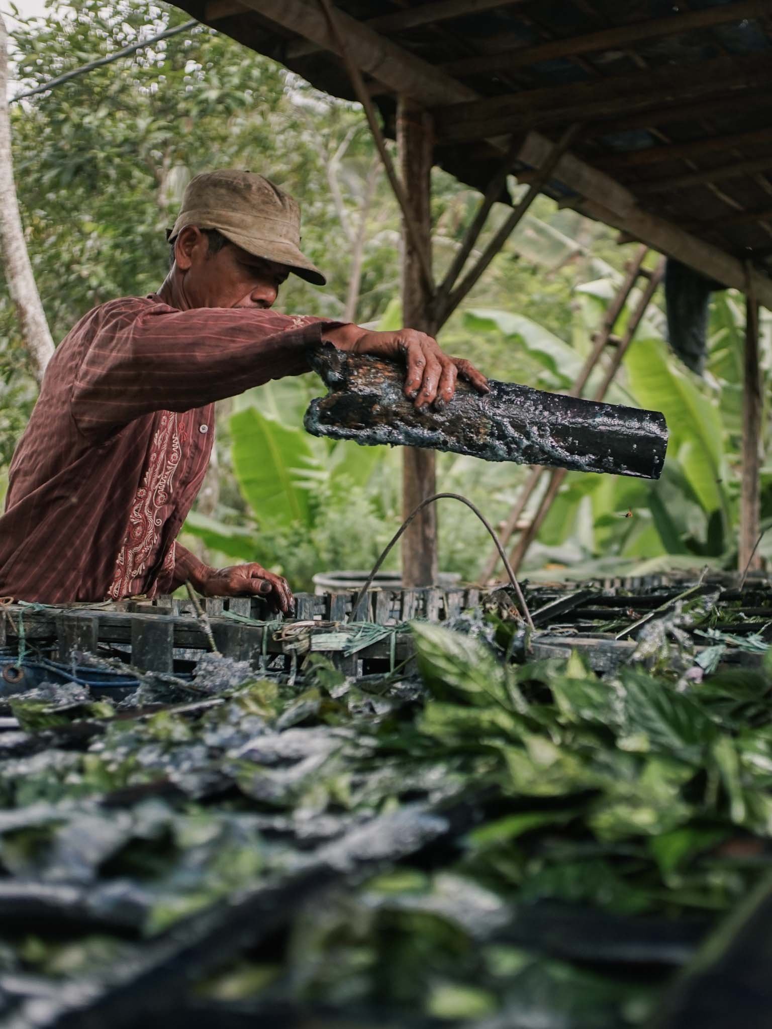 Tinctori Pewarna Alami